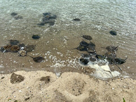 A beach with spawning horseshoe crabs.
