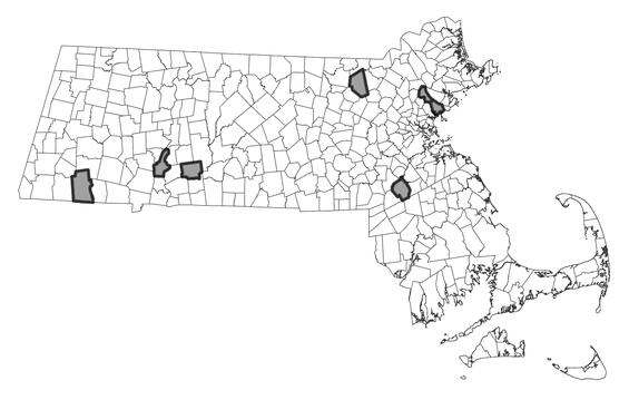 Map showing the distribution of this species in Massachusetts