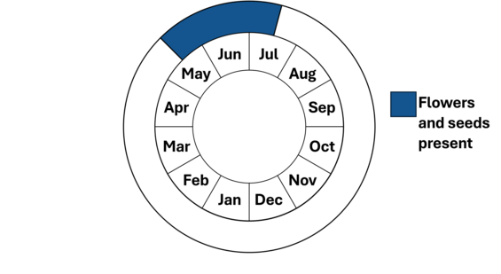 Graphic representation of life cycle, also described in text. 