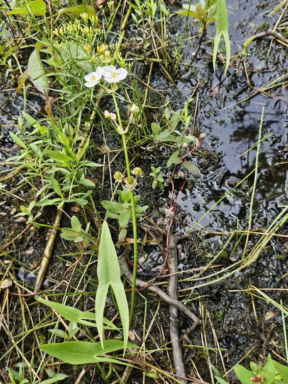 Sagittaria engelmanniana whole plant