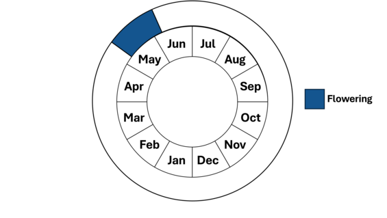 Graphic representation of life cycle, also described in text.