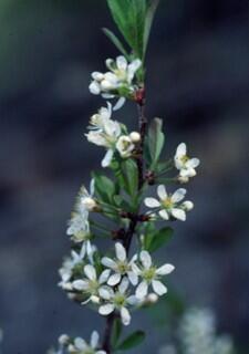 Sanbar cherry