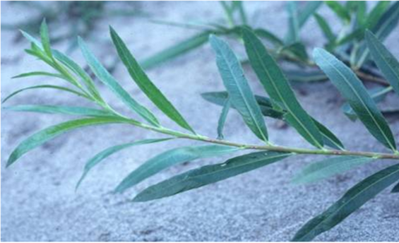 Sandbar Willow (Salix exigua spp interior)