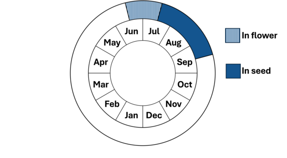 Graphic representation of life cycle, also described in text.