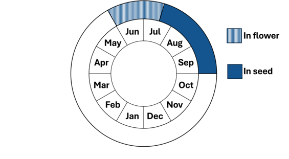 Graphic representation of life cycle, also described in text.