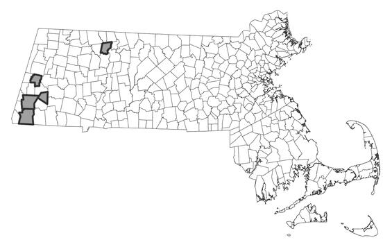 Map showing the distribution of this species in Massachusetts