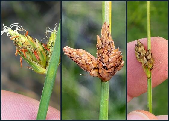Schoenoplectus torreyi, Inflorescence