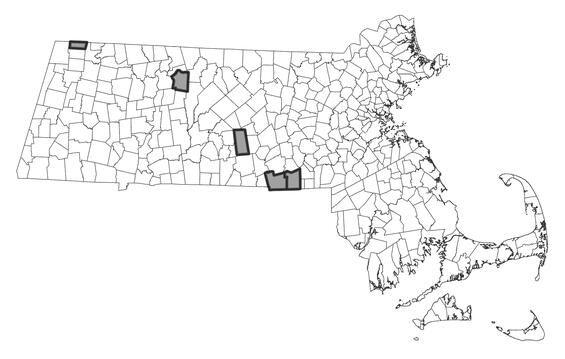Map showing the distribution of this species in Massachusetts