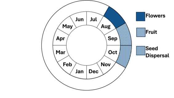 Graphic representation of life cycle, also described in text.