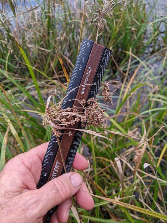 northeastern bulrush fruiting head