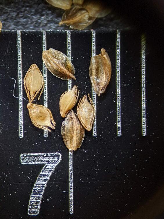 northeastern bulrush achenes, bristles and pistillate scales