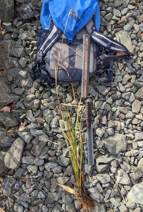 northeastern bulrush full length specimen with two 12 inch rulers showing overall height of a little over 3 feet.