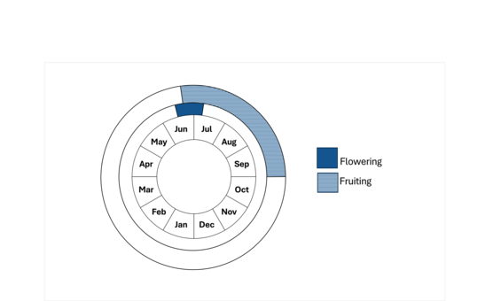 Graphic representation of life cycle, also described in text. 