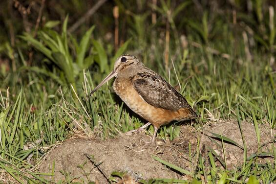 American woodcock