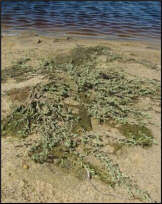 Sea-beach Knotweed