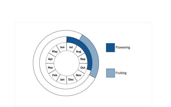 Graphic representation of life cycle, also described in text.