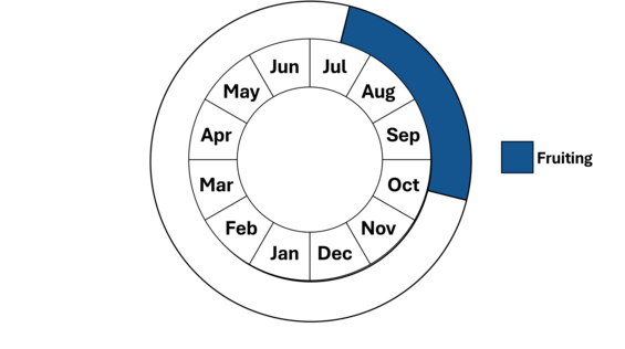 Graphic representation of life cycle, also described in text. 