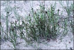 Short-beaked beaksedge 