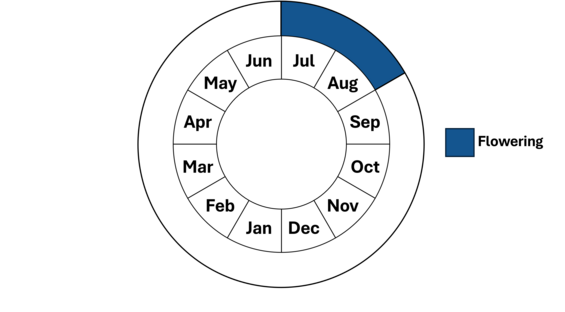 Graphic representation of life cycle, also described in text.