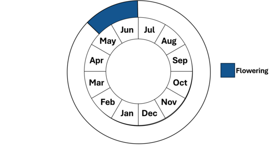Graphic representation of life cycle, also described in text.