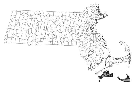 Map showing the distribution of this species in Massachusetts