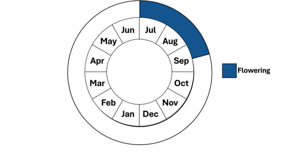 Graphic representation of life cycle, also described in text.