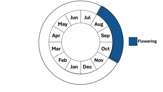 Graphic representation of life cycle, also described in text. 