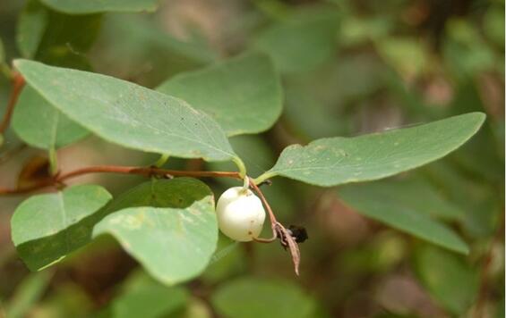 snowberry