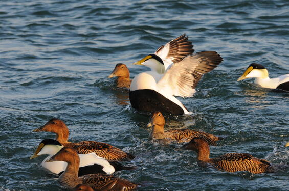 Common eider