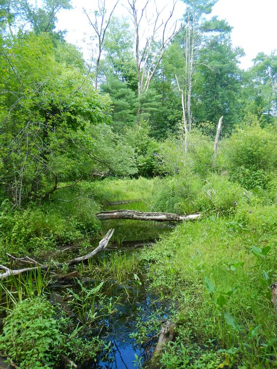 Typical stream habitat for mocha emerald.  
