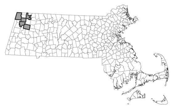 Map showing the distribution of this species in Massachusetts