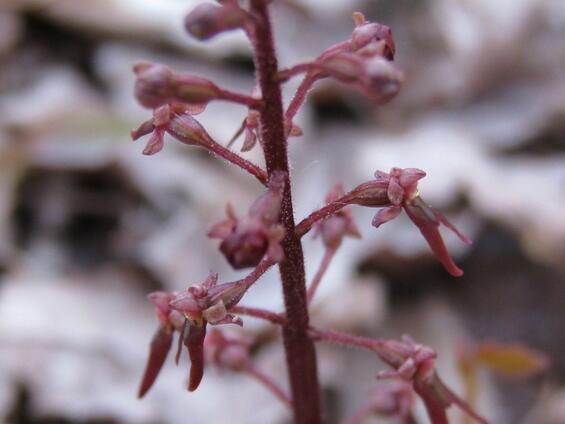 Southern Twayblade