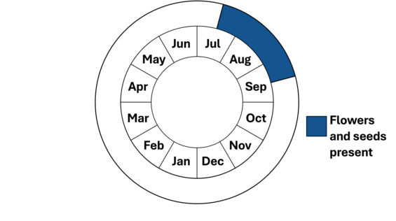 Graphic representation of life cycle, also described in text.