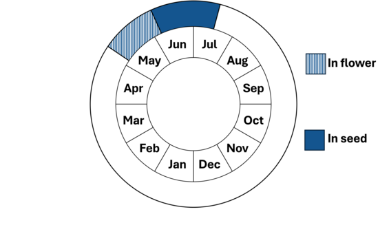 Graphic representation of life cycle, also described in text.