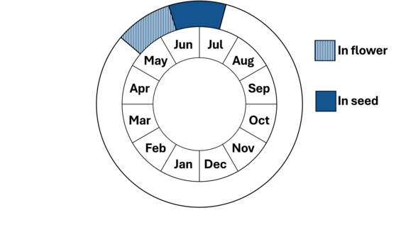 Graphic representation of life cycle, also described in text. 