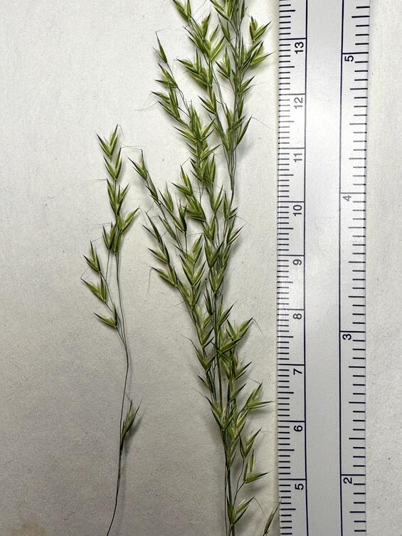 Swamp-oats