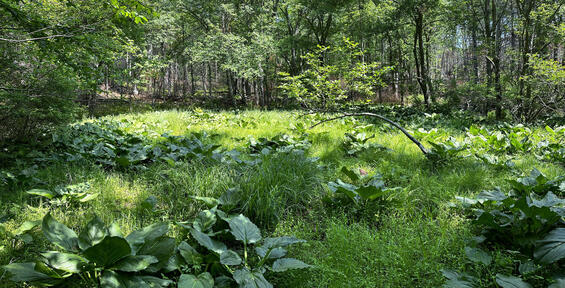 Swamp-oats