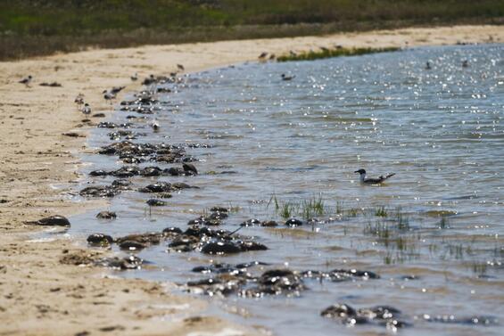 A beach with spawning horseshoe crabs.