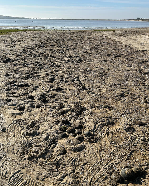 A beach with spawning horseshoe crabs.