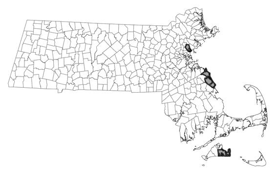 Map showing the distribution of this species in Massachusetts