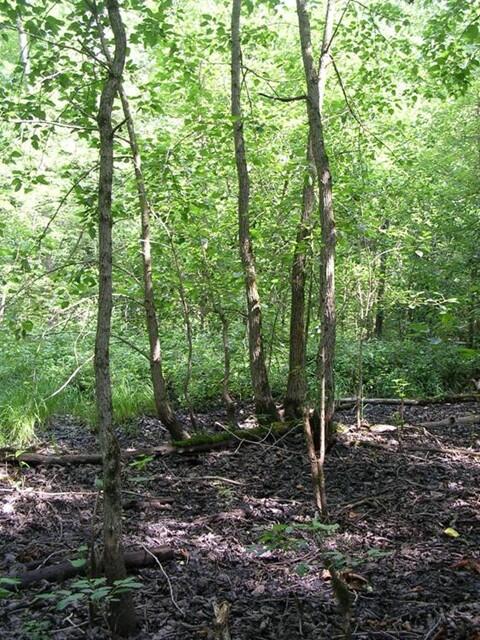 Swamp cottonwood trees in their swamp habitat.