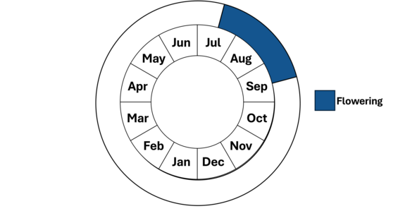Graphic representation of life cycle, also described in text.