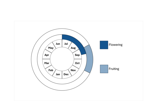Graphic representation of life cycle, also described in text.