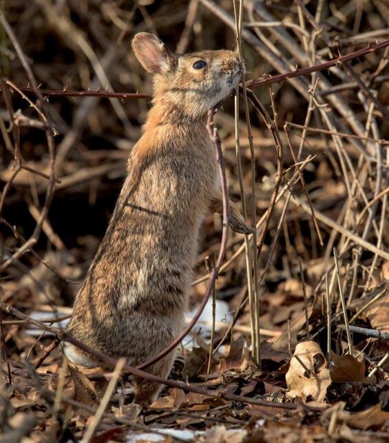 New England cottontail