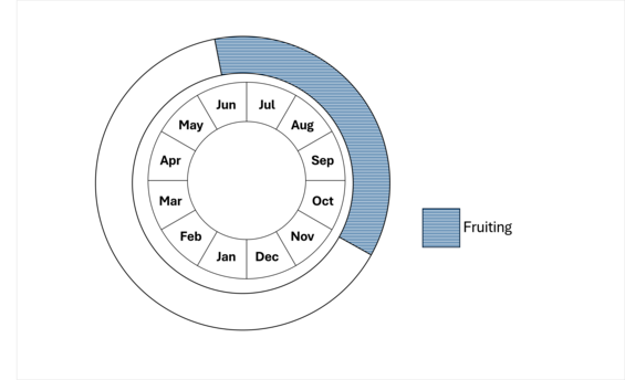 Graphic representation of life cycle, also described in text.
