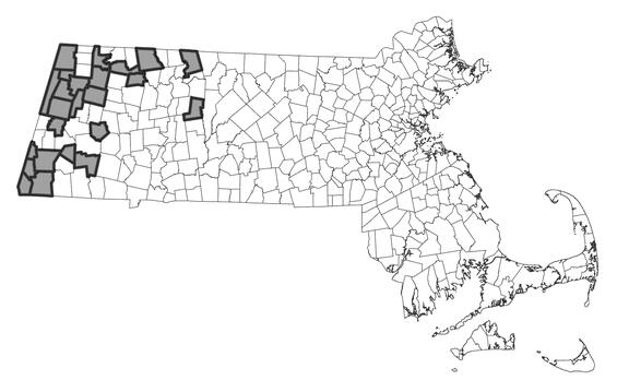 Map showing the distribution of this species in Massachusetts