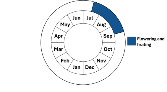 Graphic representation of life cycle, also described in text.