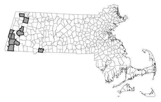 Map showing the distribution of this species in Massachusetts