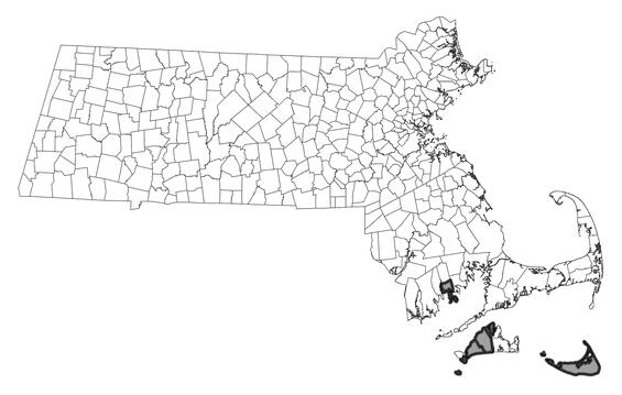 Map showing the distribution of this species in Massachusetts
