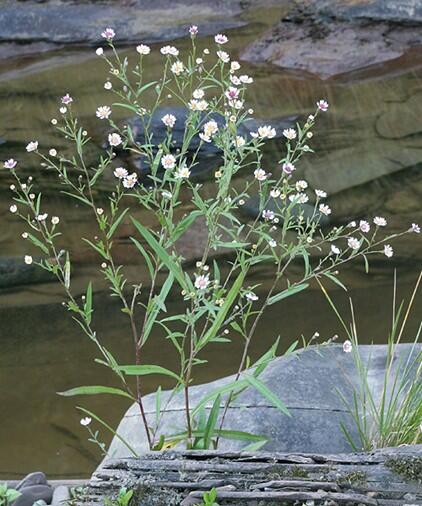 Tradescant's Aster